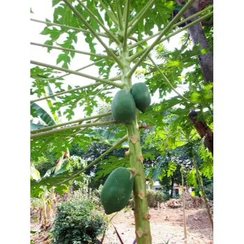 Natural Papaya Plant
